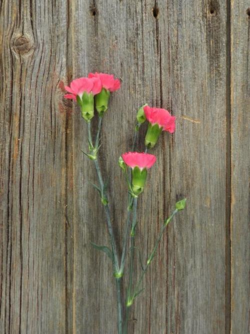 HOT PINK MINI CARNATIONS